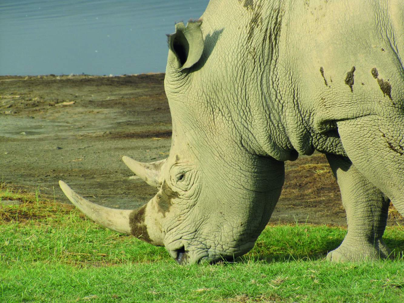 Serengeti